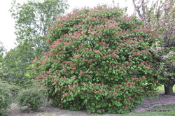 Aesculus pavia — photo 3